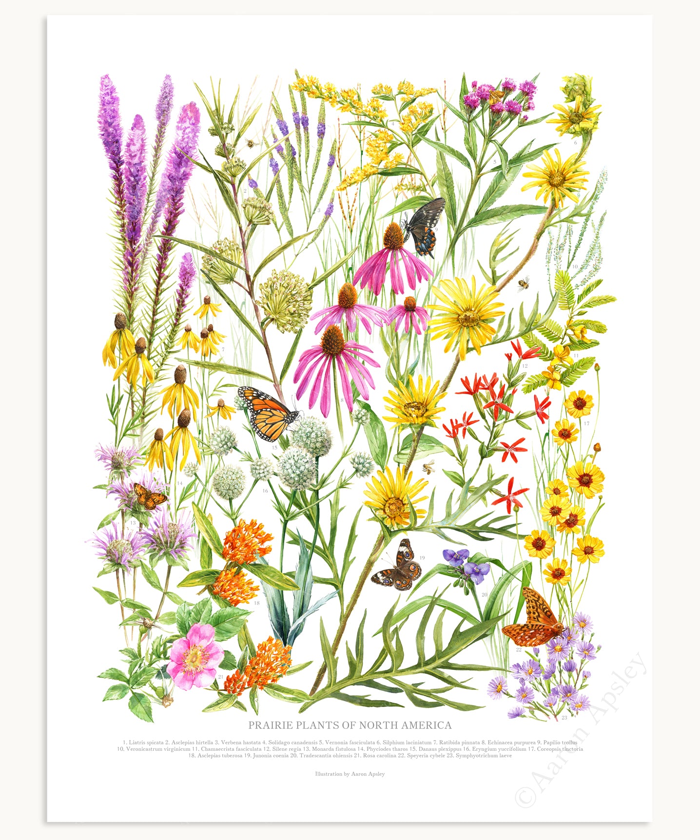 Prairie Wildflowers Print