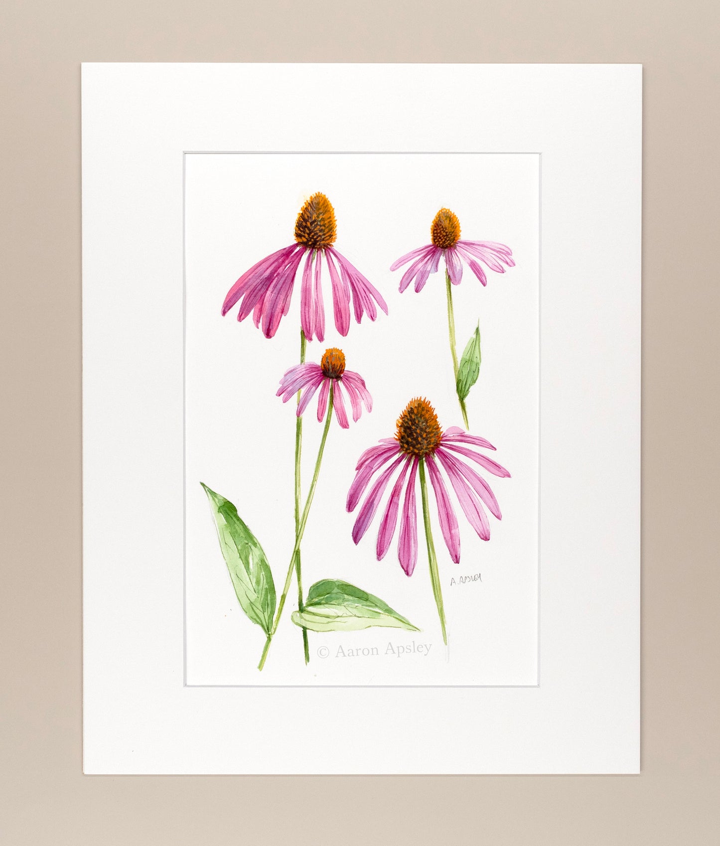 Echinacea purpurea - Original Watercolor