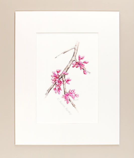 Eastern Redbud - Original Watercolor