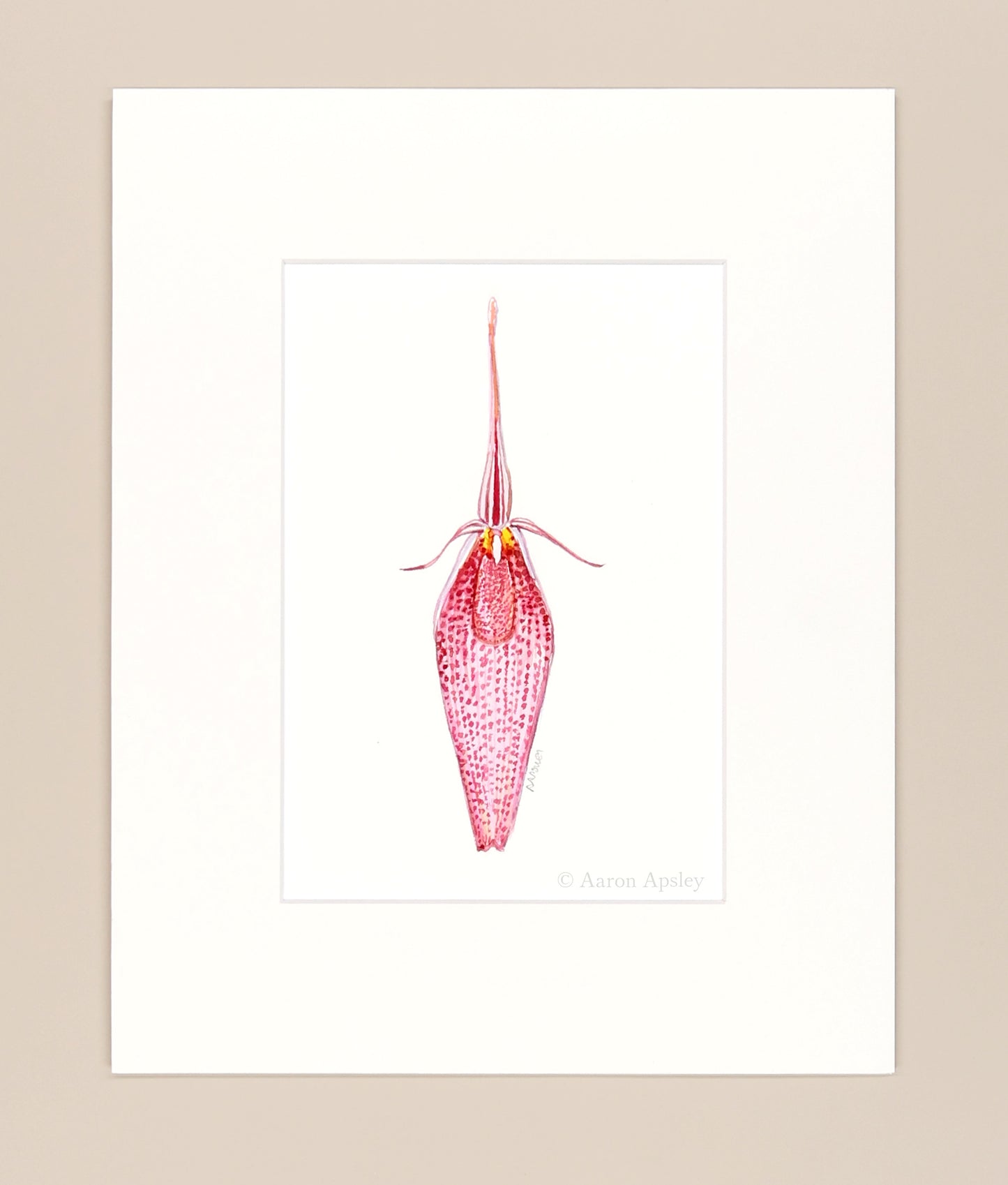 Restrepia guttulata - Original Watercolor