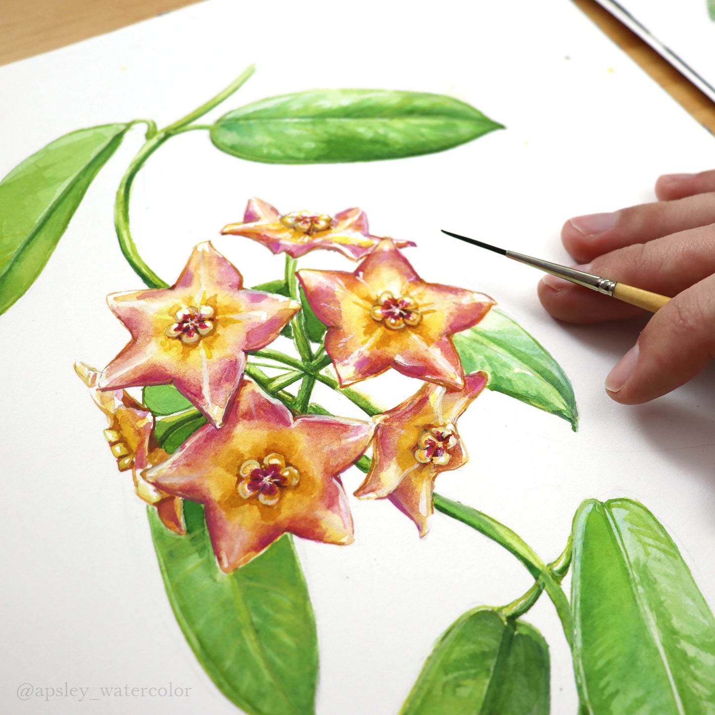 Hoya 'Ruthie' - Framed Original Watercolor