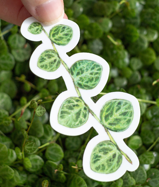 Peperomia prostrata (String of Turtles) Sticker