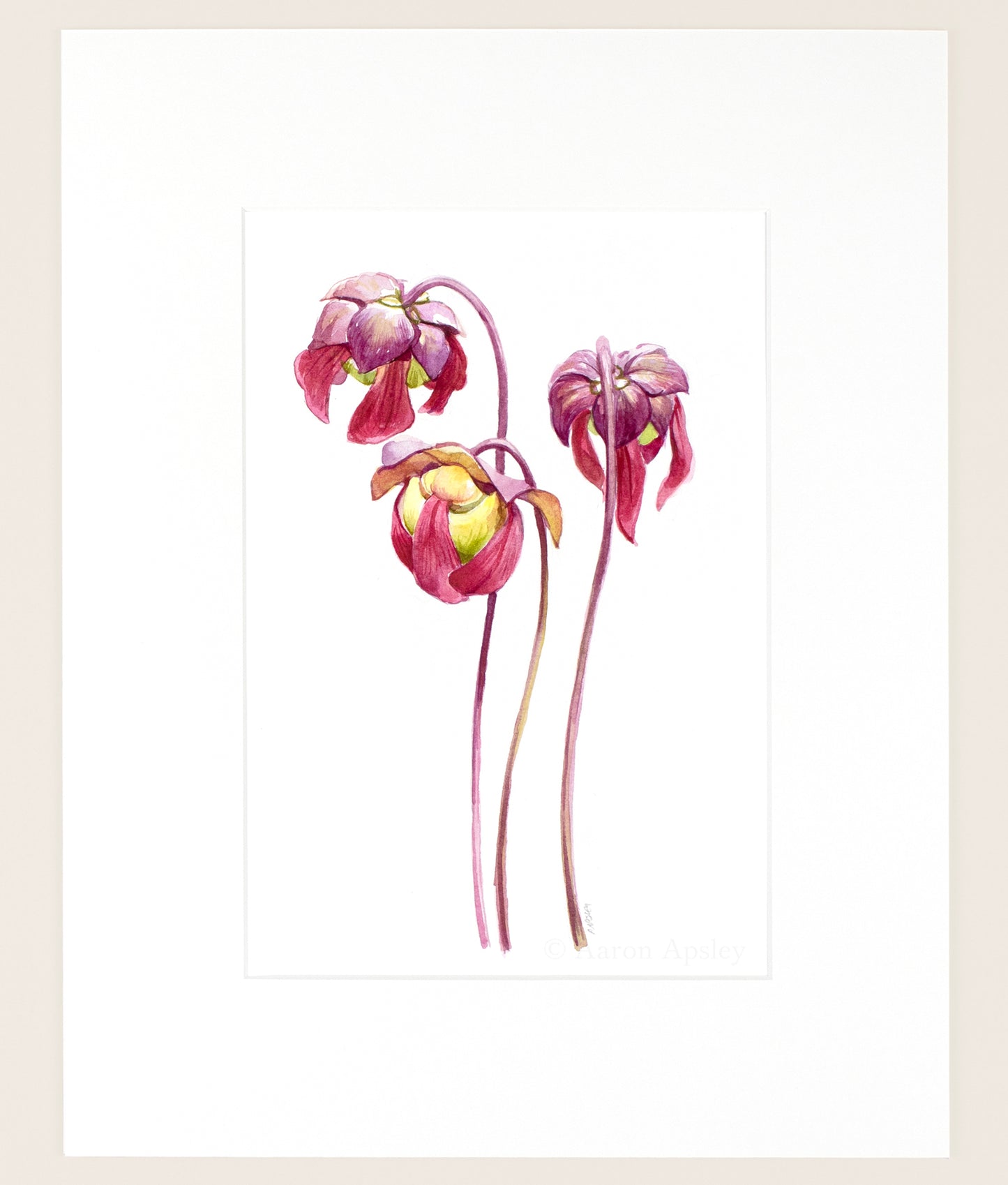 Sarracenia purpurea flowers - Original Watercolor