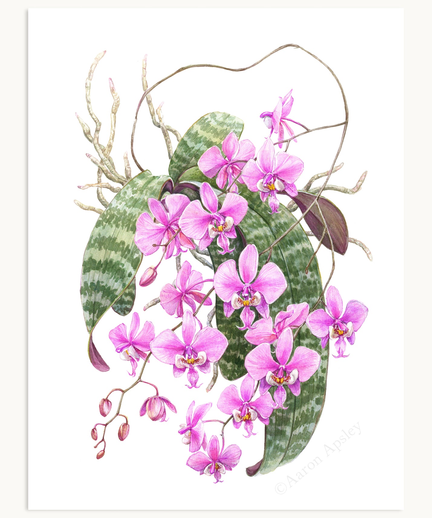 Phalaenopsis schilleriana Print