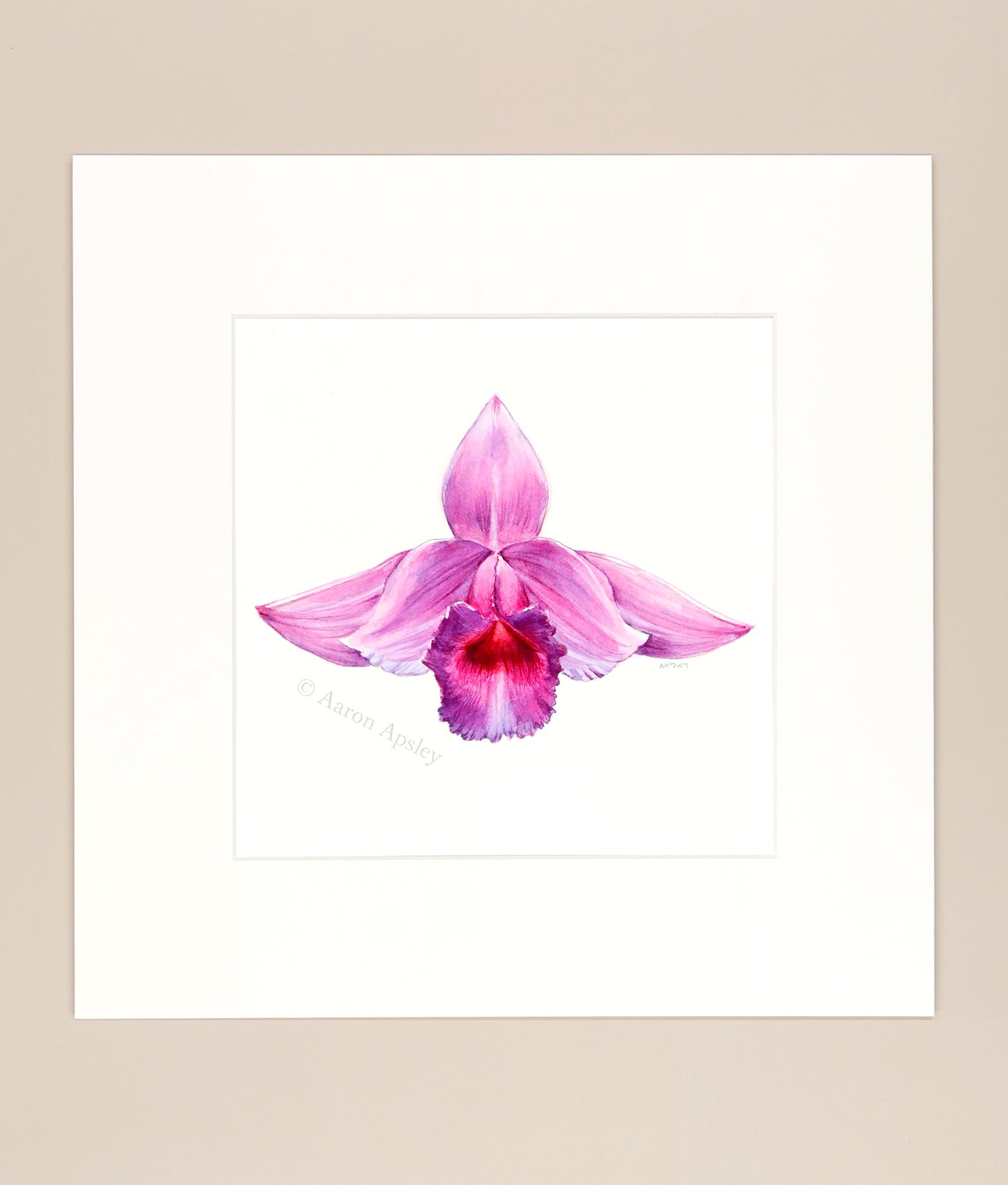 Sobralia decora - Original Watercolor