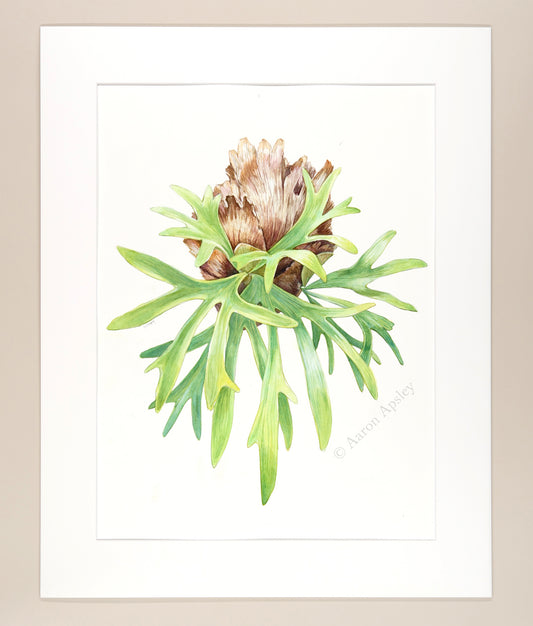 Platycerium bifurcatum - Original Watercolor