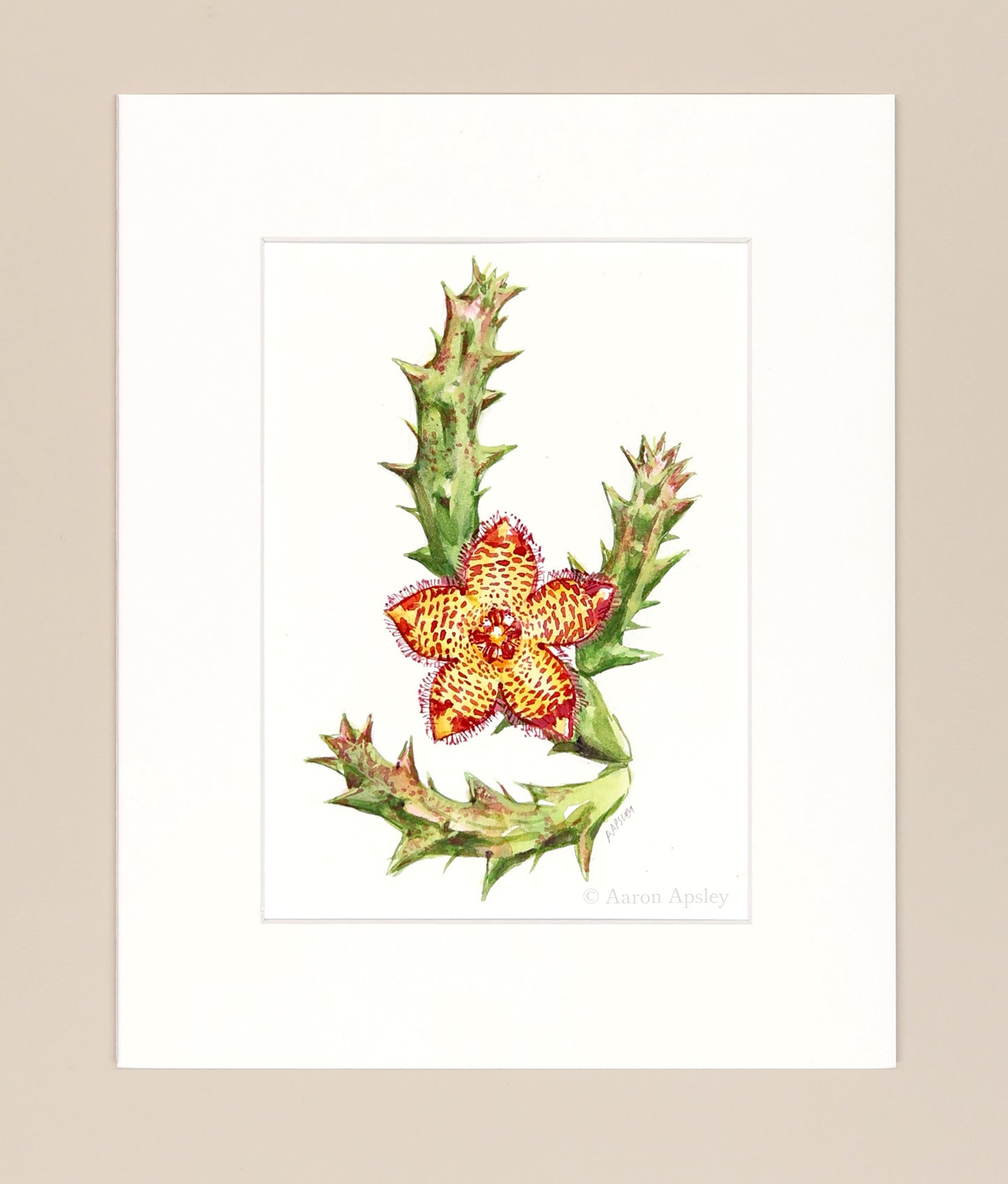 Orbea variegata - Original Watercolor