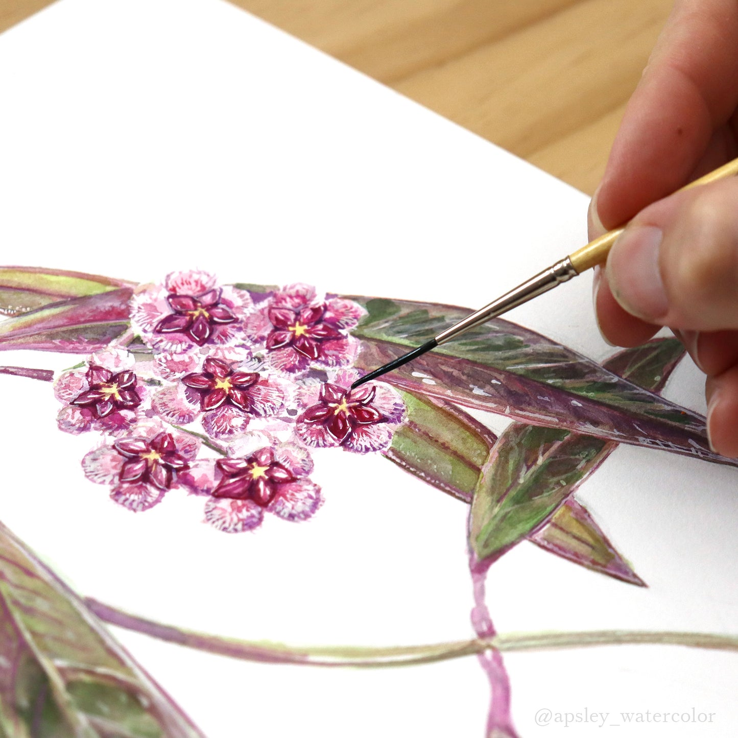 Hoya sulawesiana - Original Watercolor