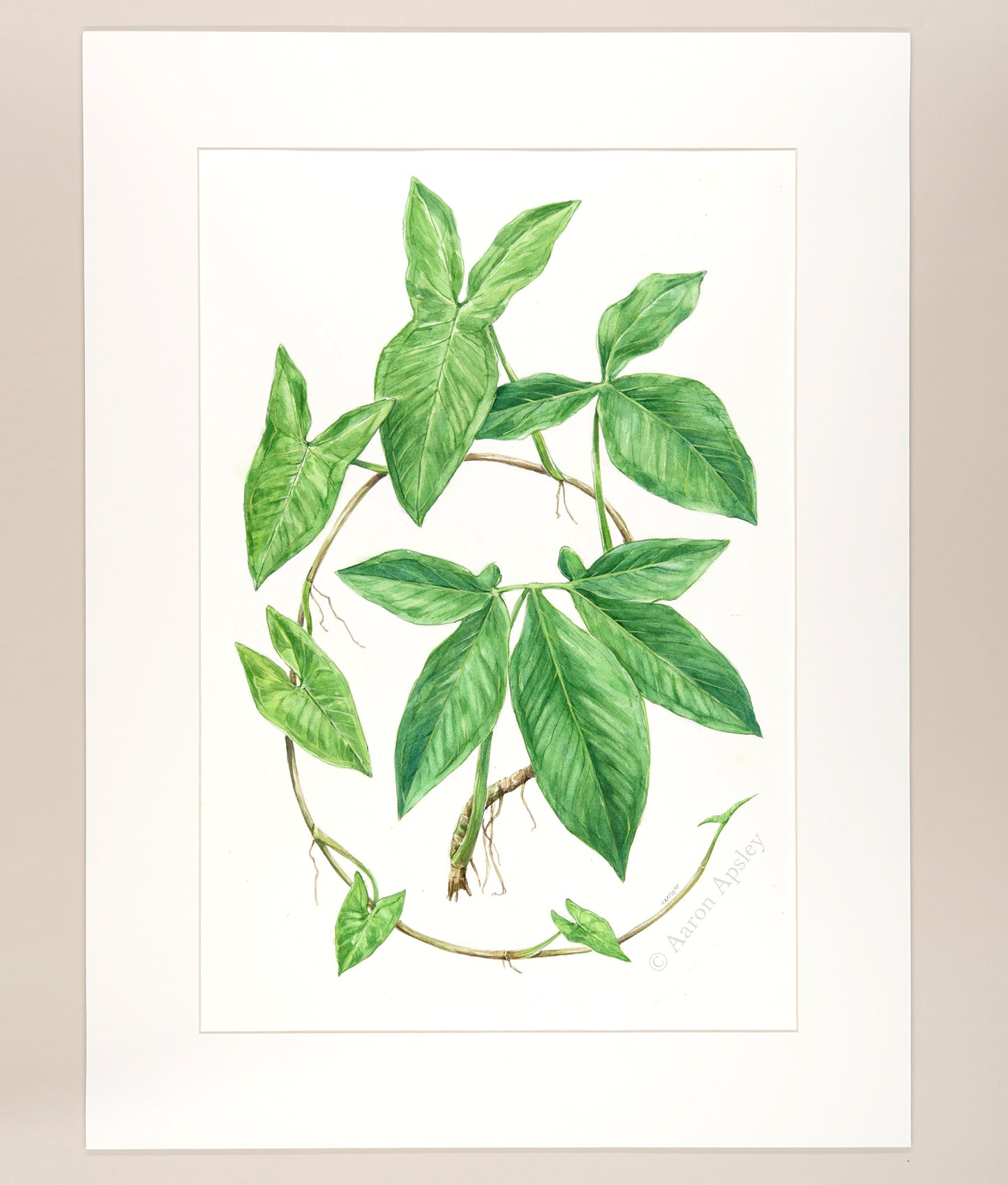 Syngonium podophyllum - Original Watercolor