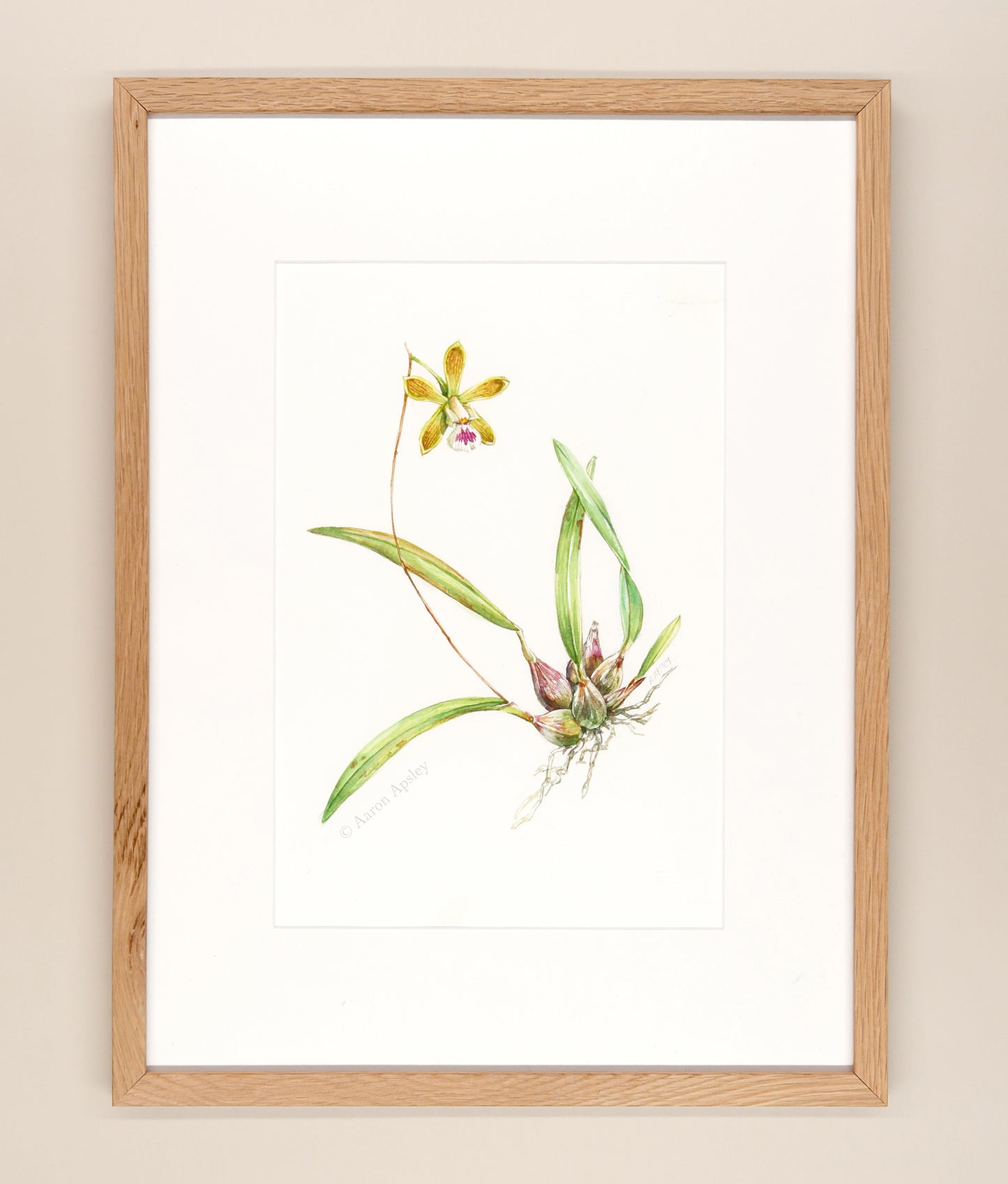 Encyclia tampensis - Framed Original Watercolor