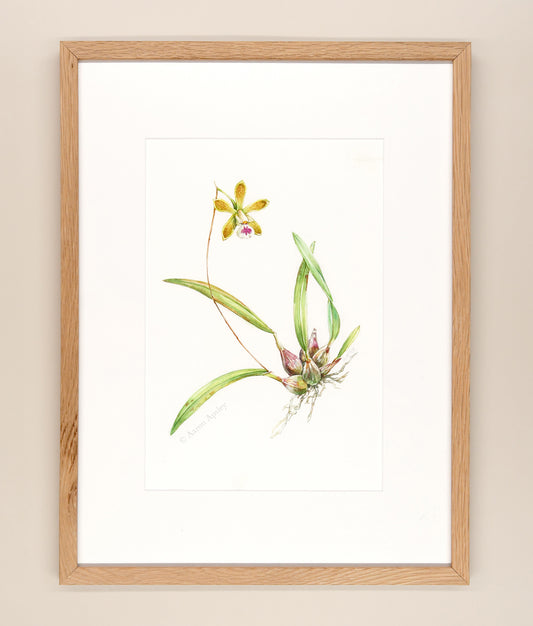 Encyclia tampensis - Framed Original Watercolor