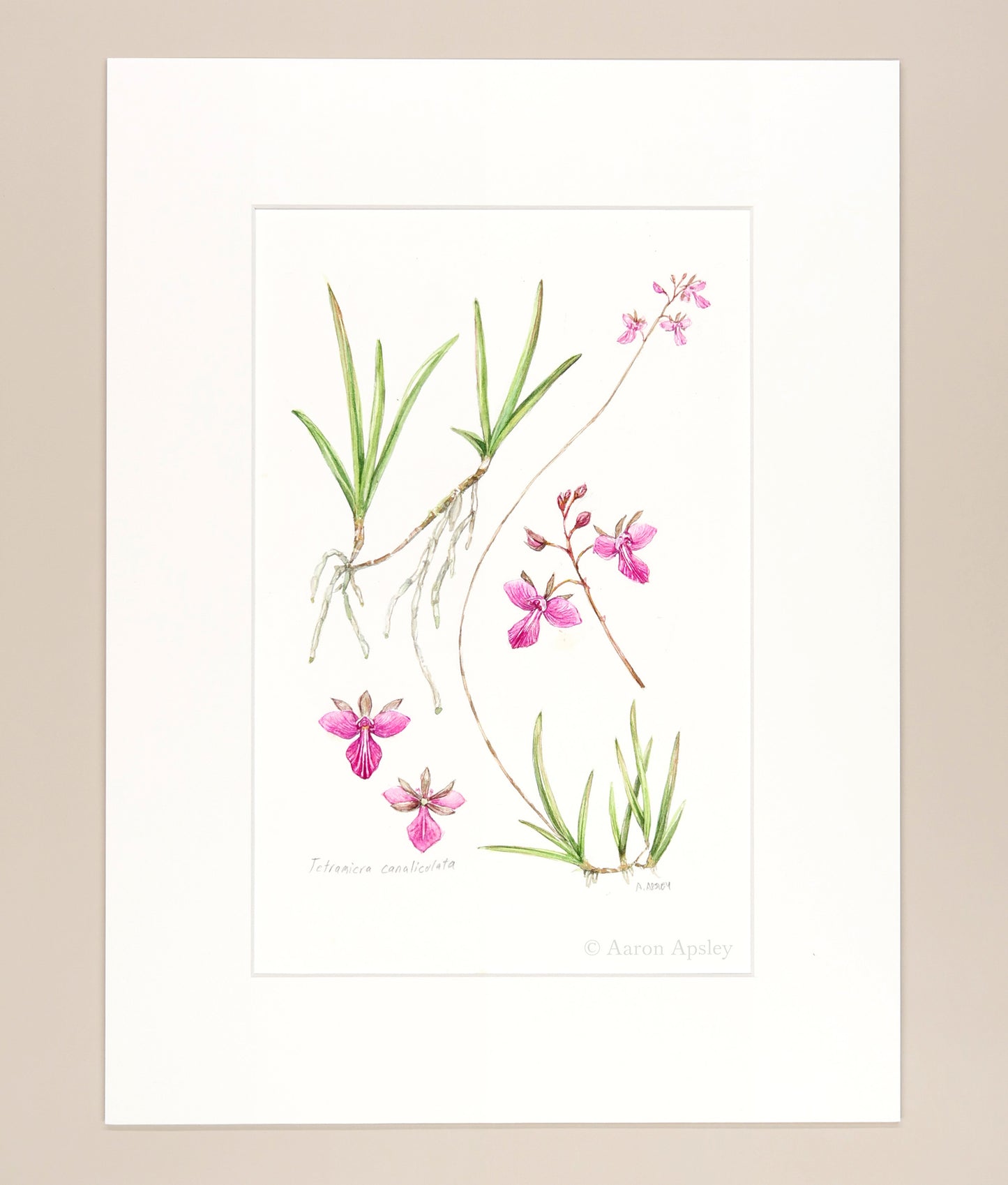 Tetramicra canaliculata - Original Watercolor