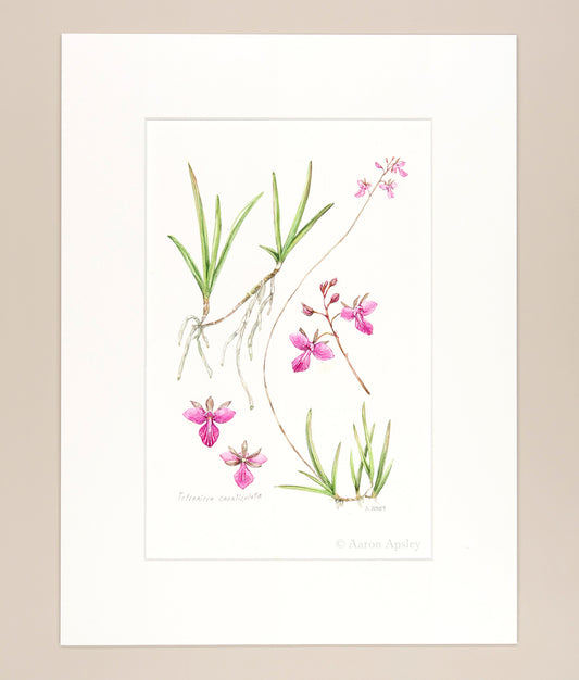 Tetramicra canaliculata  - Original Watercolor