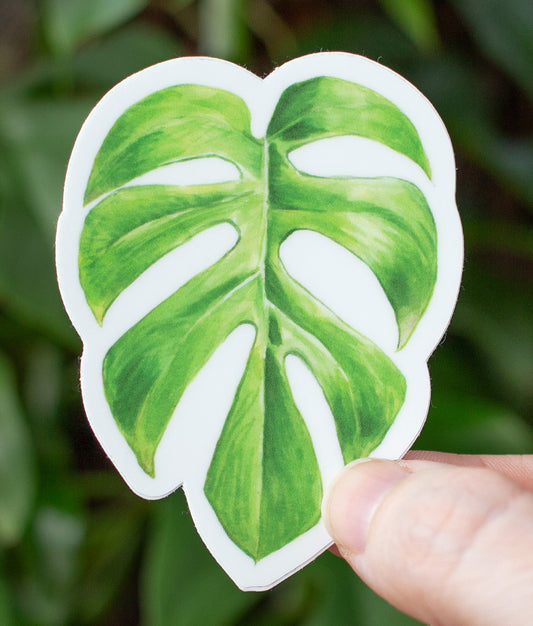 Rhaphidophora tetrasperma Sticker