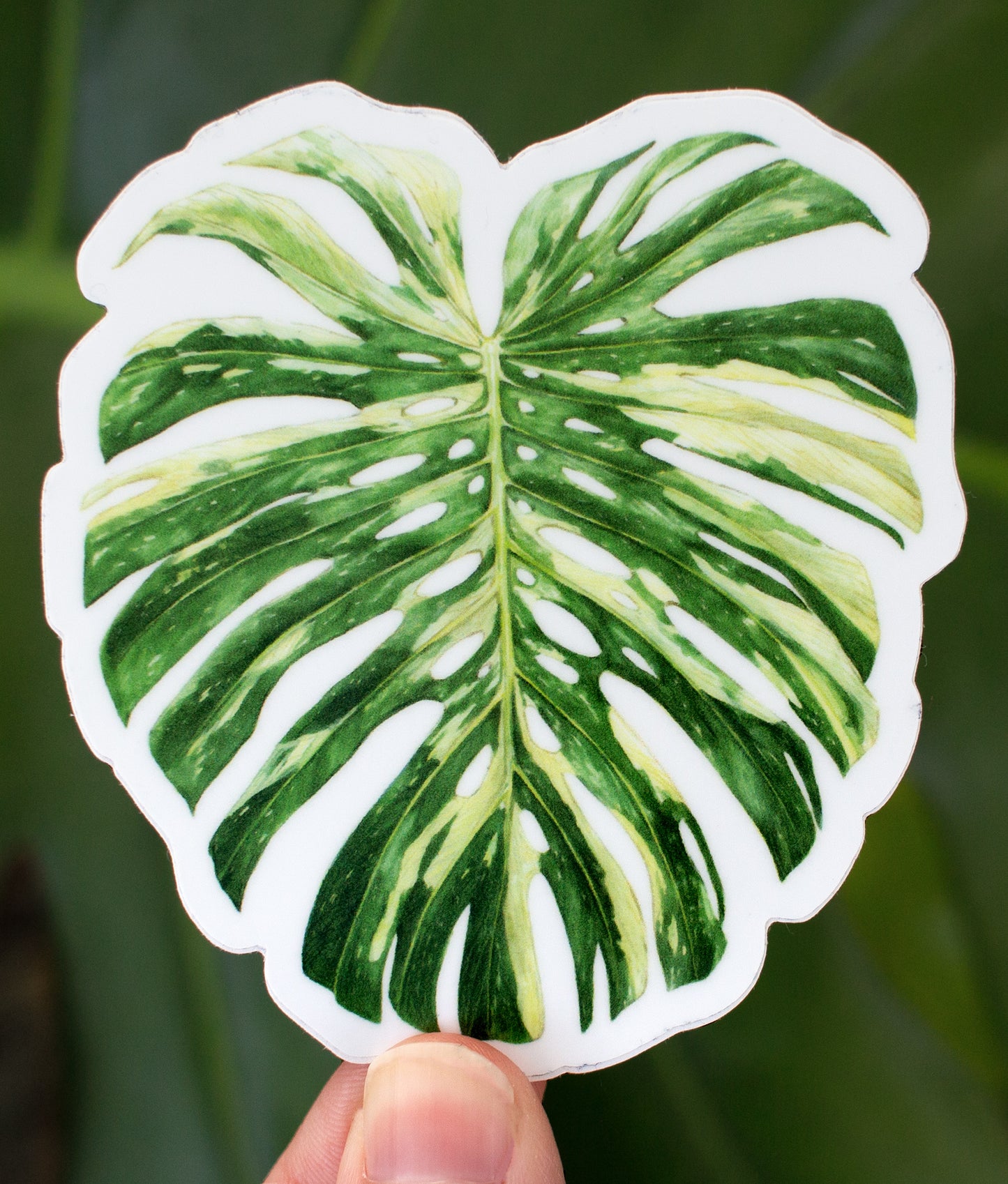 Monstera deliciosa 'Thai Constellation' Sticker