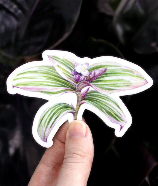 Tradescantia 'Nanouk' Sticker