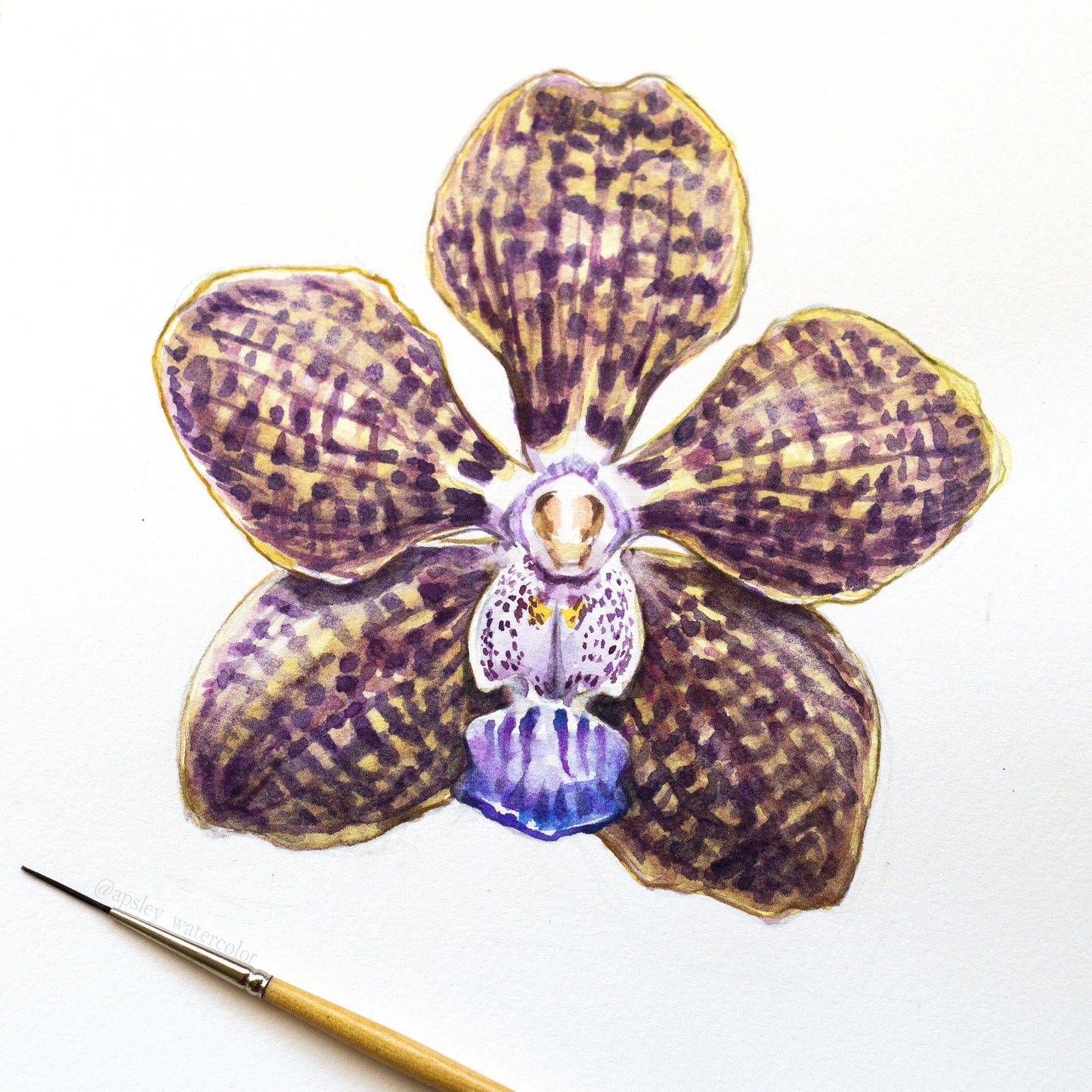 Vanda Mimi Palmer - Original Watercolor