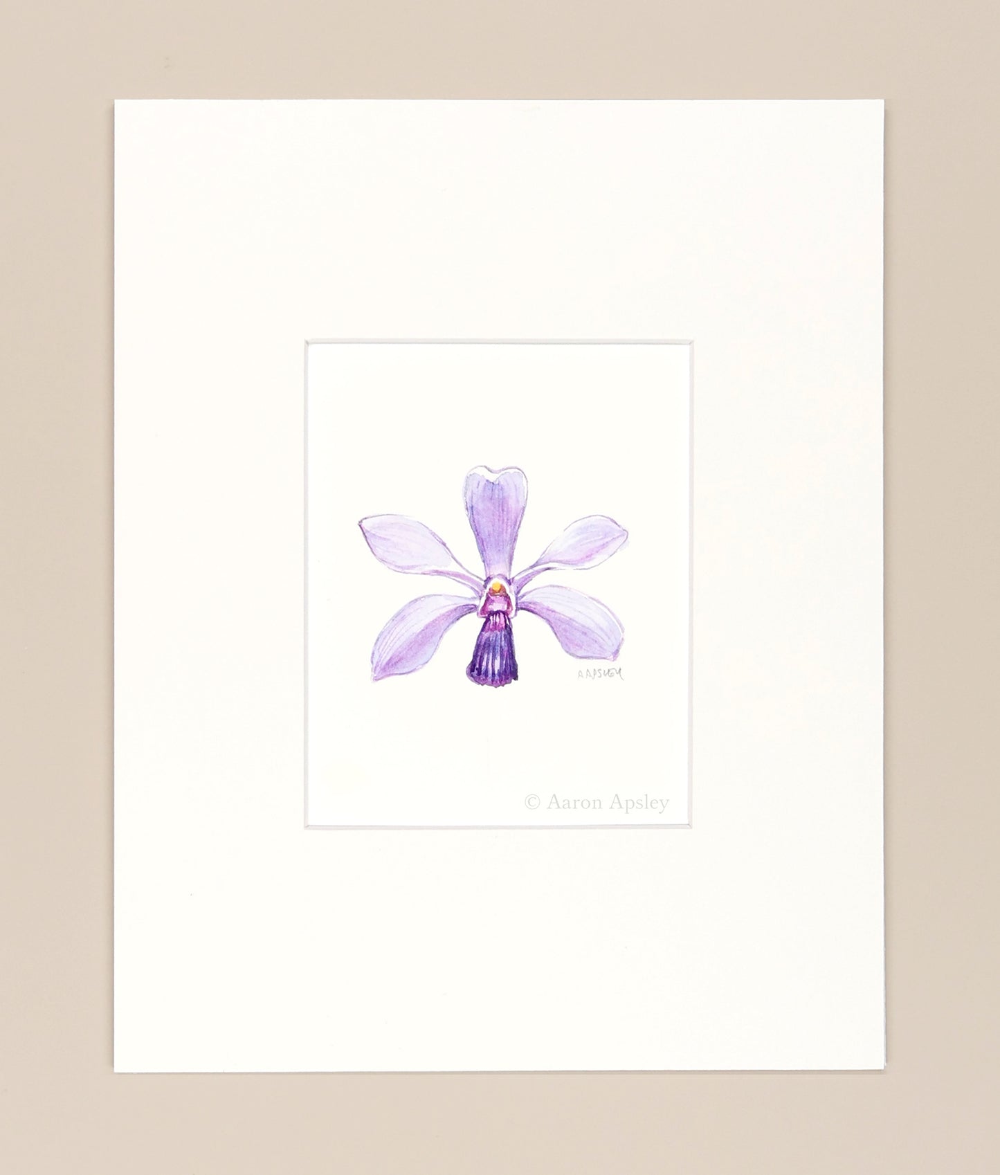 Vanda coerulescens - Original Watercolor