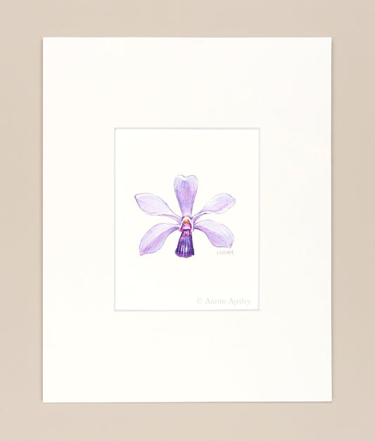Vanda coerulescens  - Original Watercolor