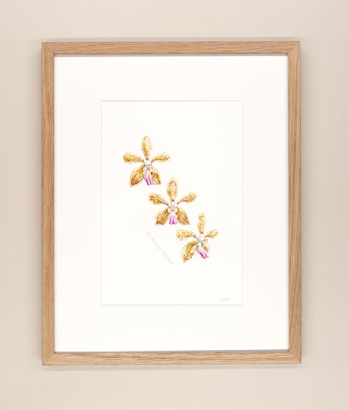 Vanda Kalihi Beauty - Framed Original Watercolor