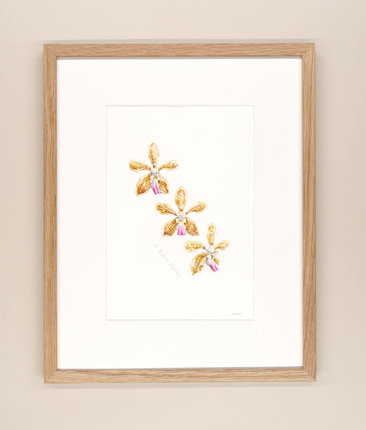Vanda Kalihi Beauty - Framed Original Watercolor
