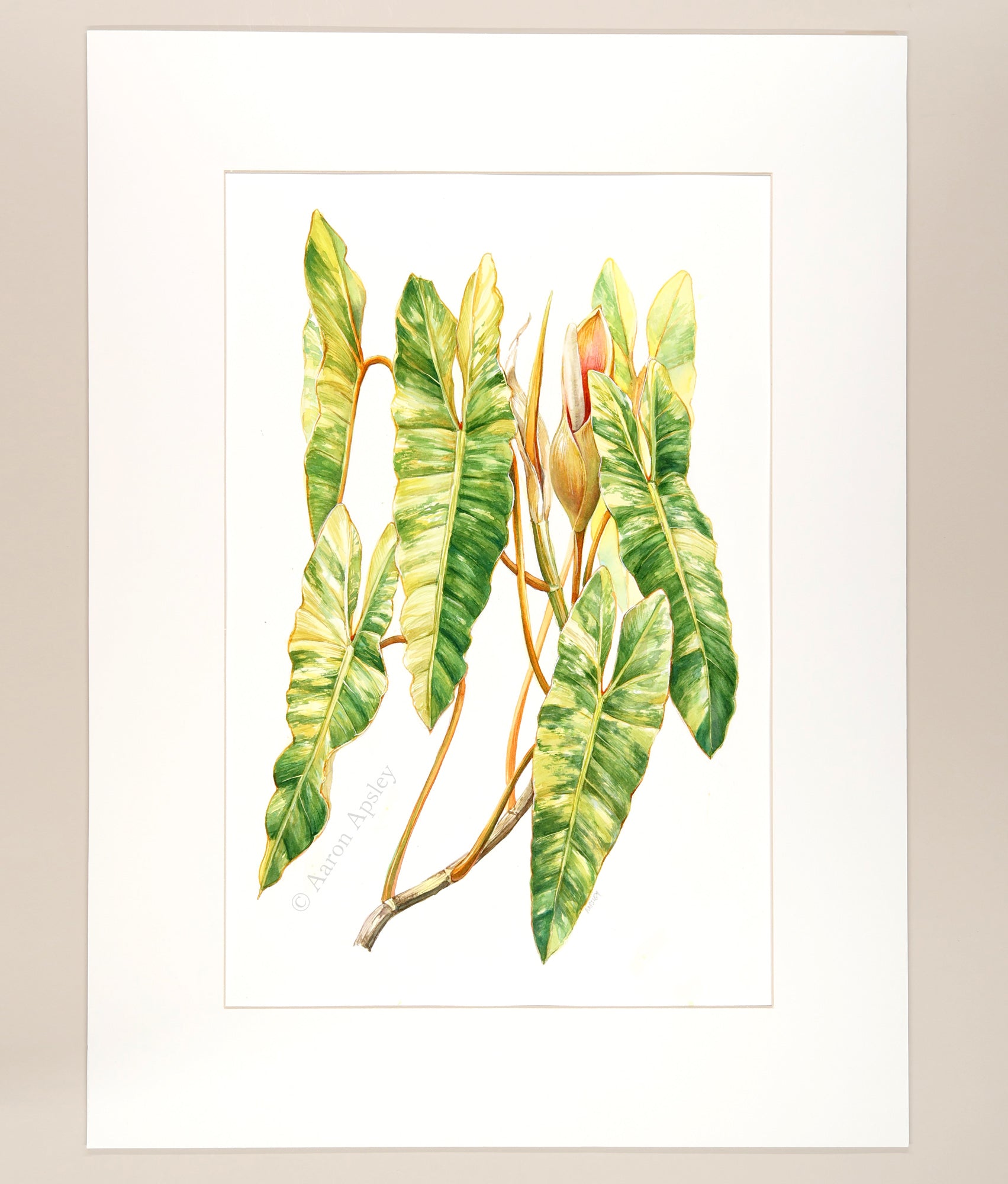 philodendron watercolor Philodendron billietiae 'Variegata'