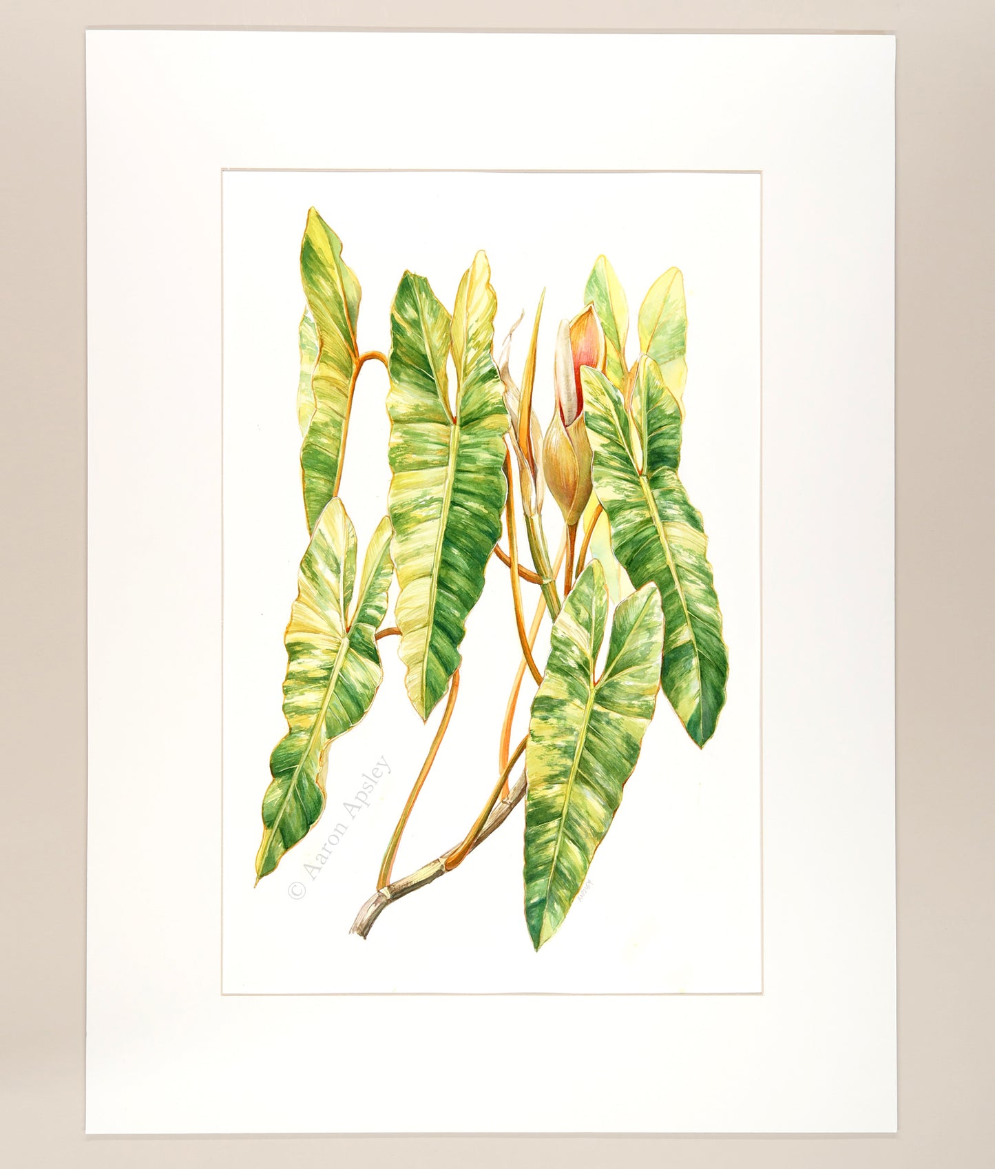 Philodendron billietiae 'Variegata' - Original Watercolor