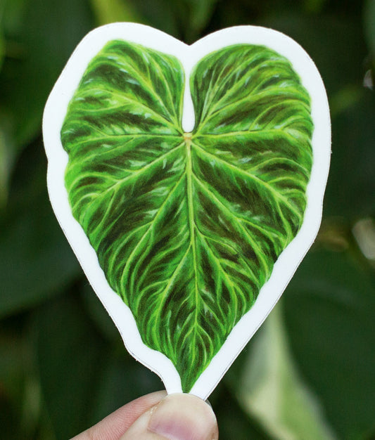 Philodendron verrucosum Sticker