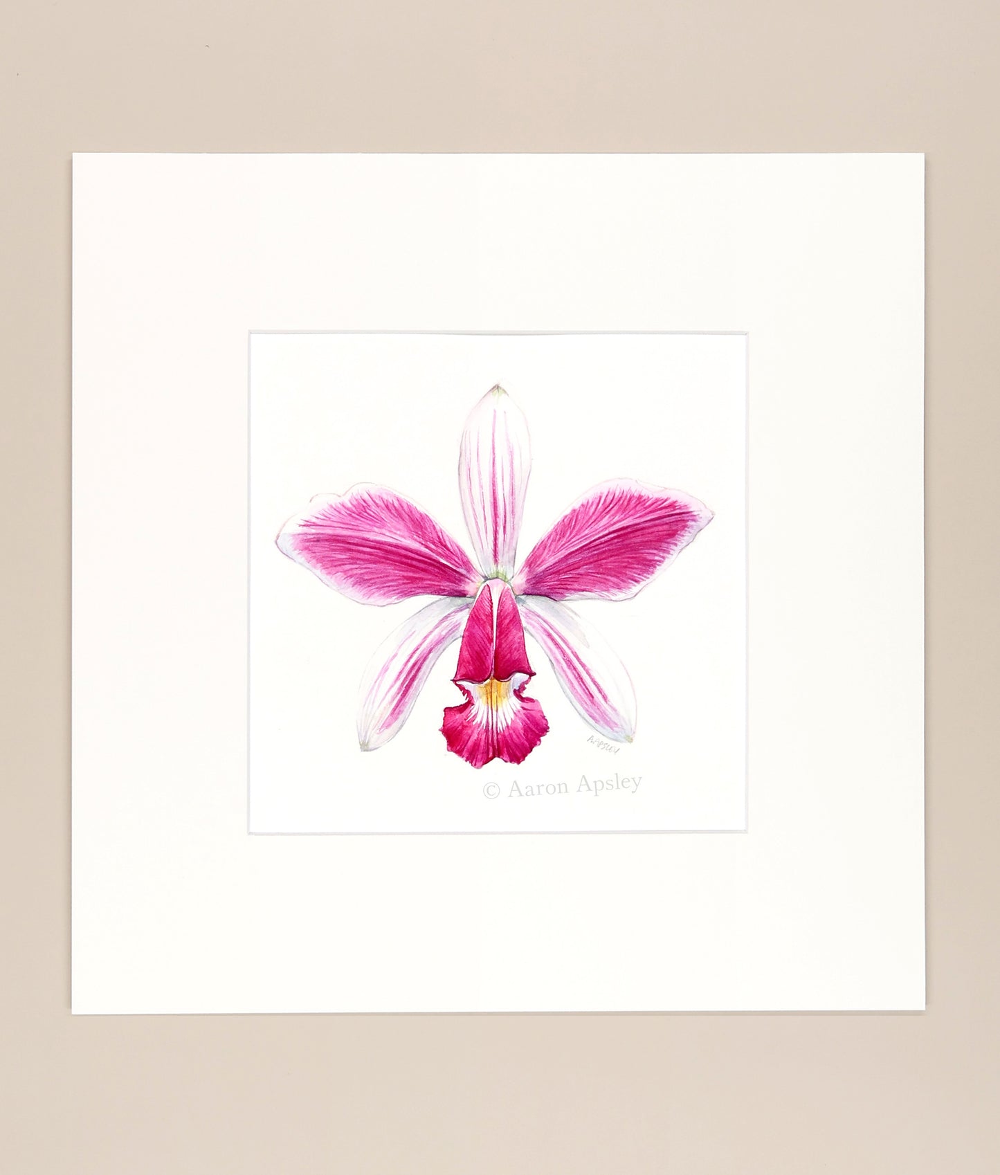 Cattleya violacea - Original Watercolor