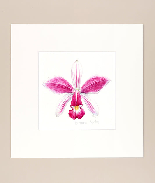 Cattleya violacea - Original Watercolor