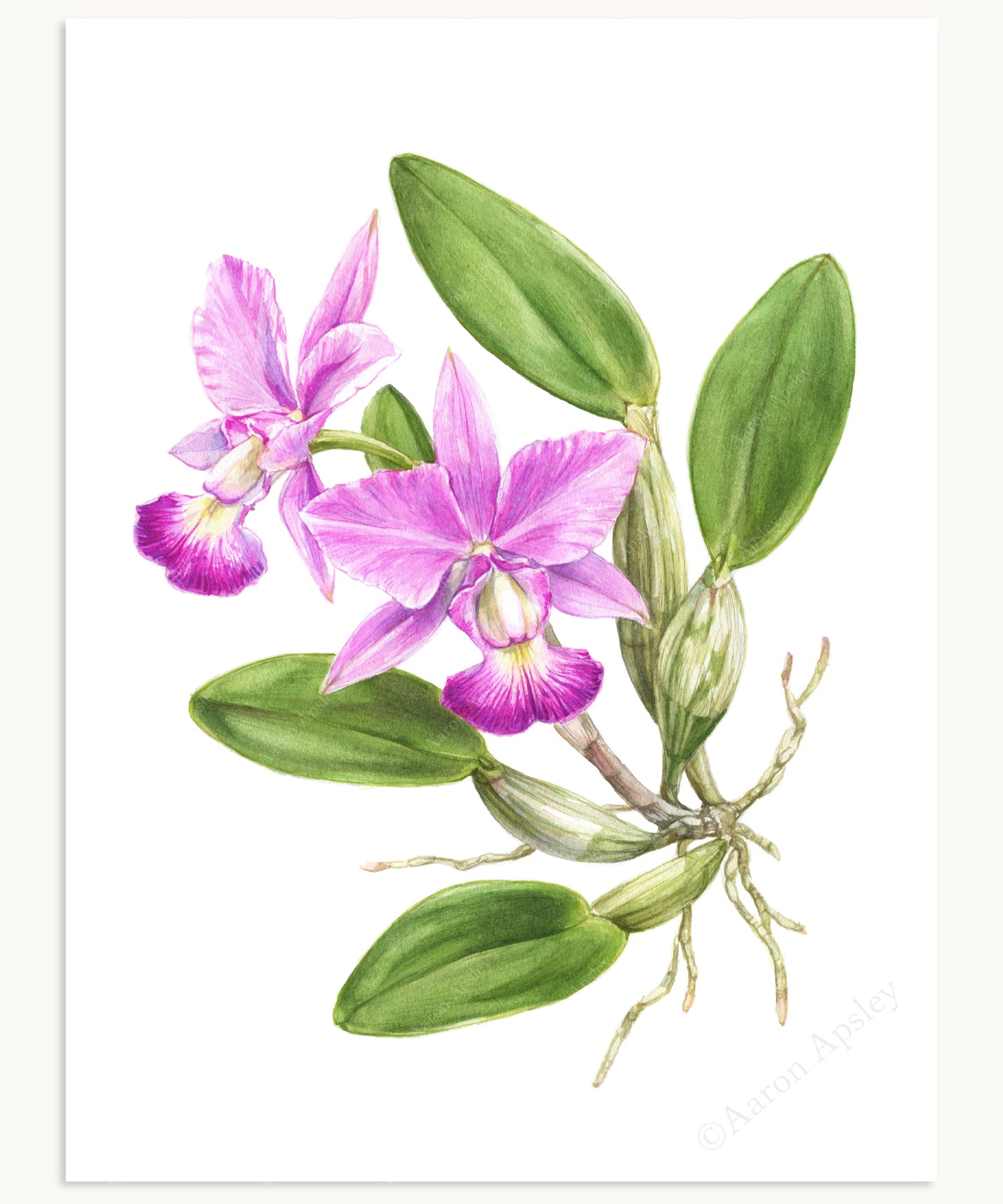 Cattleya walkeriana Print