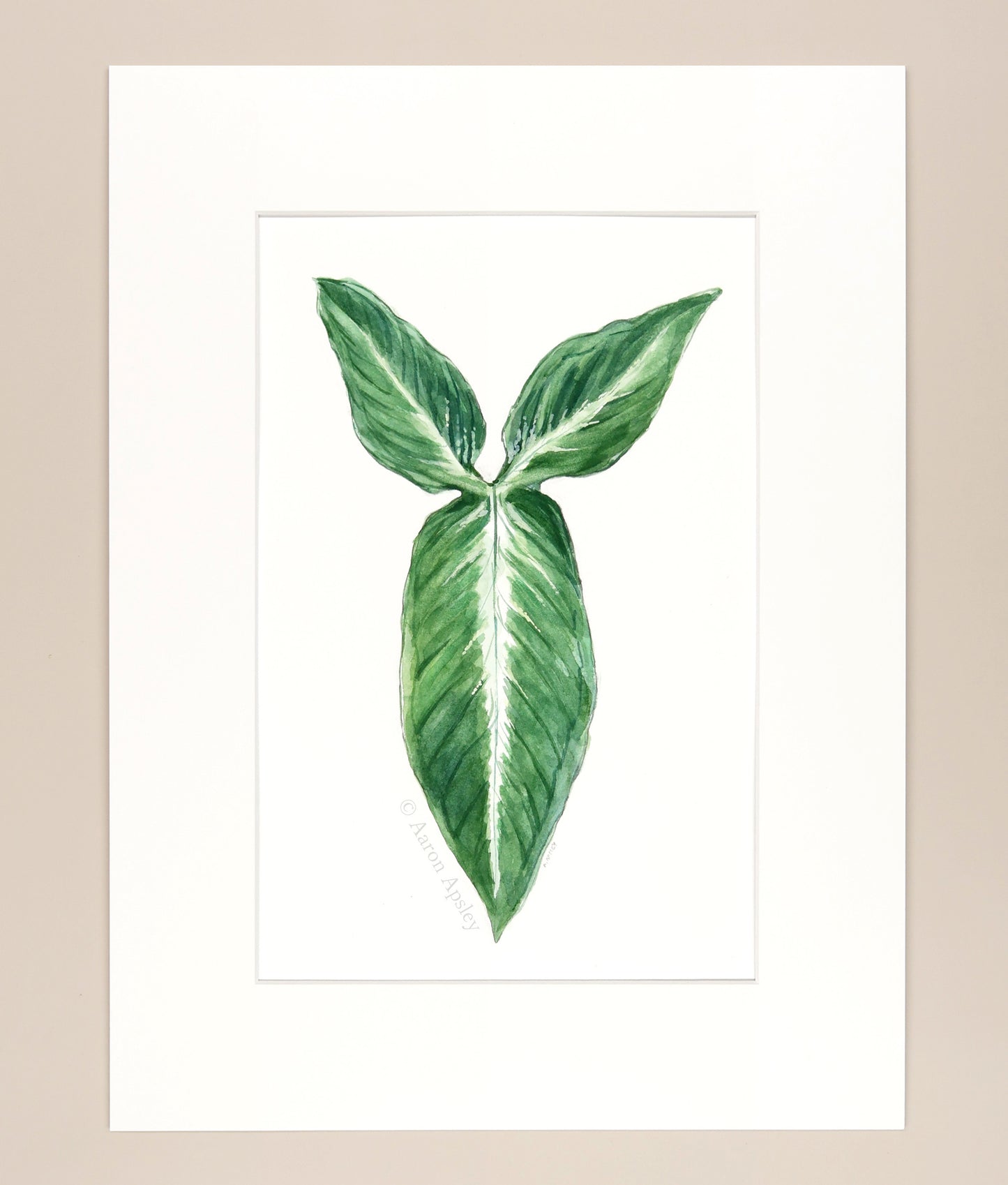 Syngonium wendlandii - Original Watercolor