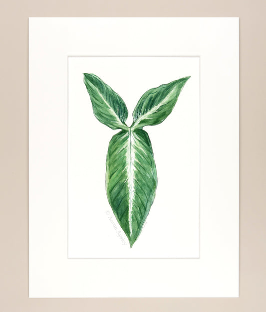Syngonium wendlandii - Original Watercolor