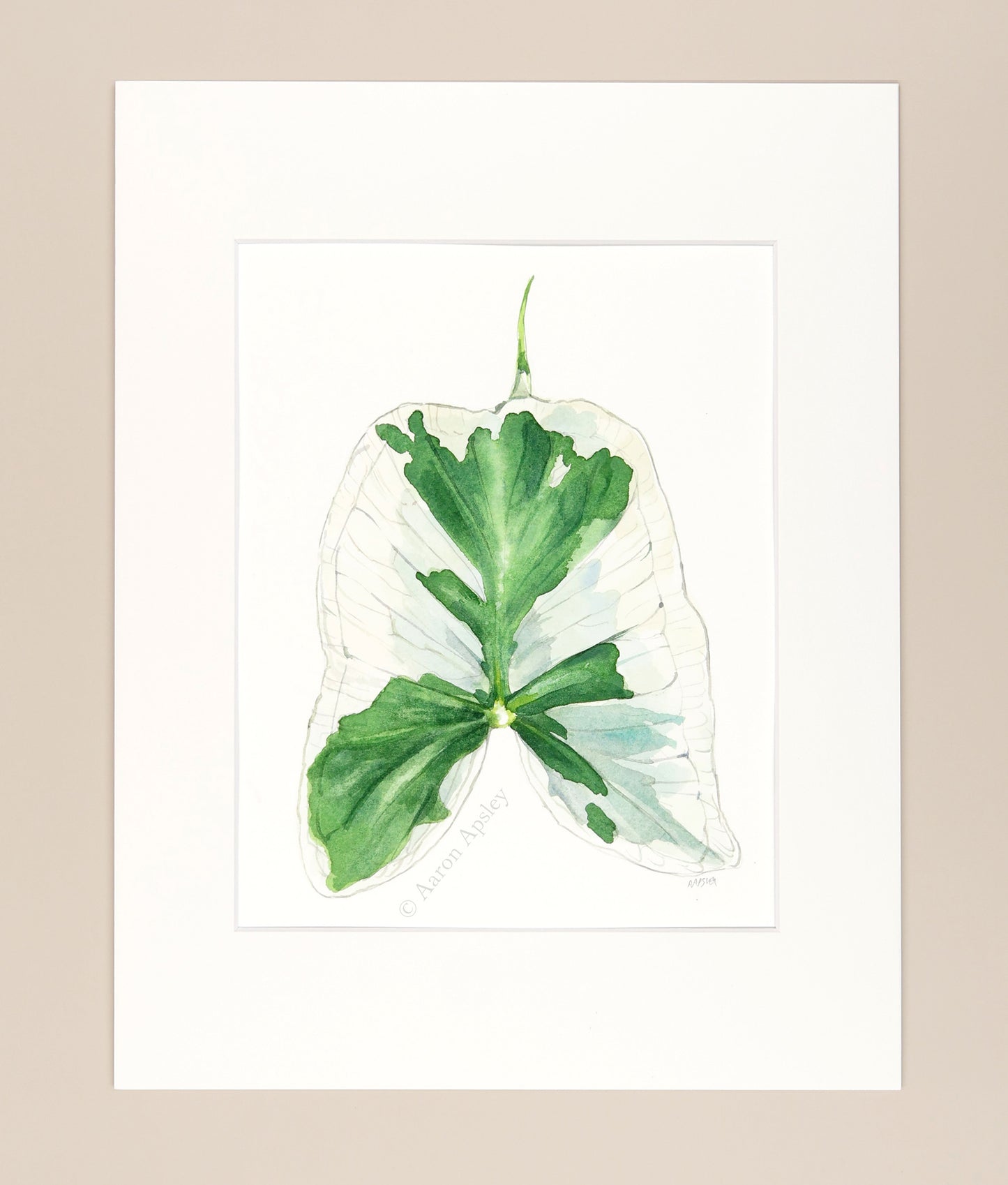 Xanthosoma sagittifolium - Original Watercolor