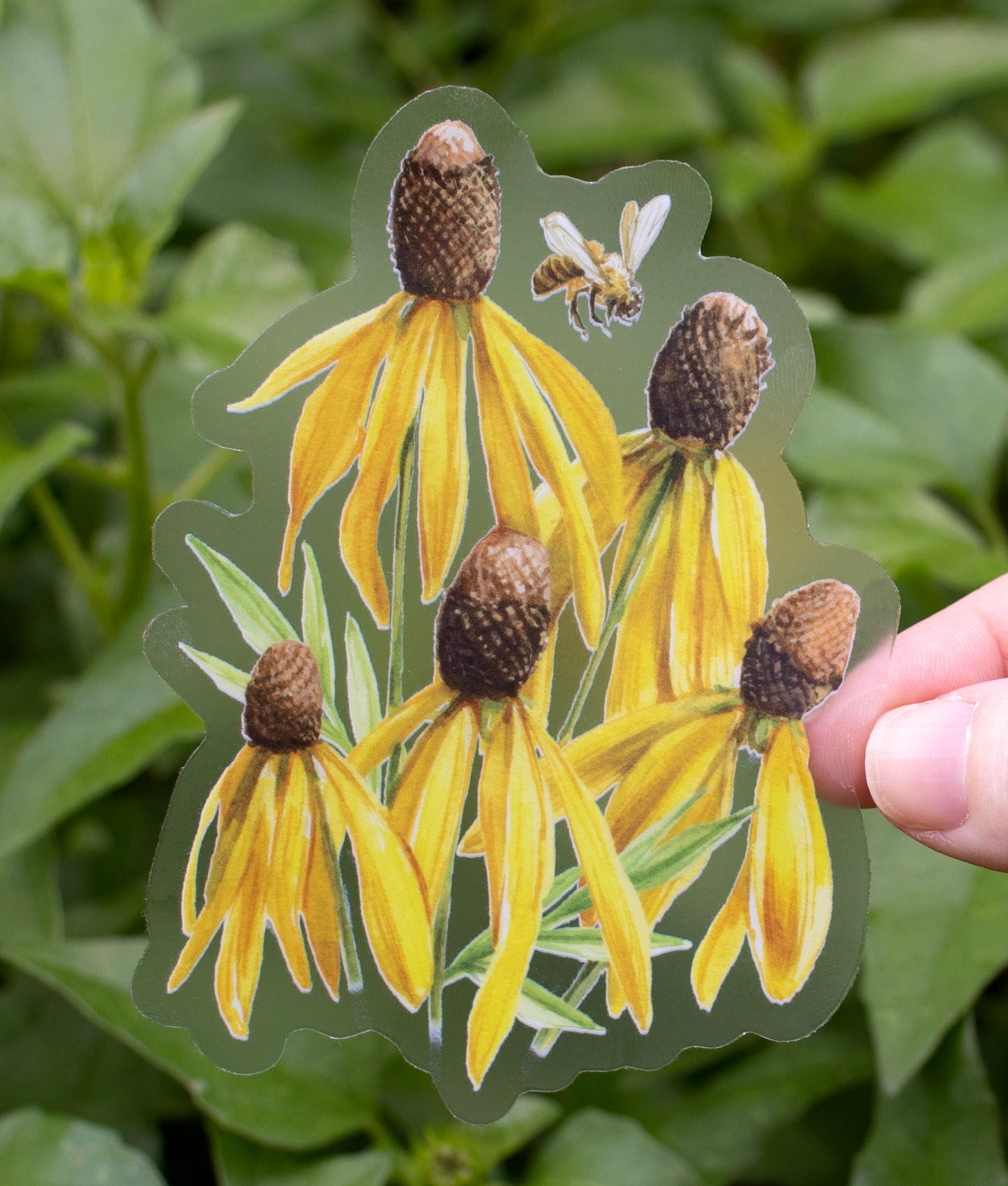 Greyhead Coneflower Sticker