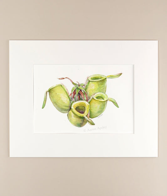 Nepenthes ampullaria  - Original Watercolor