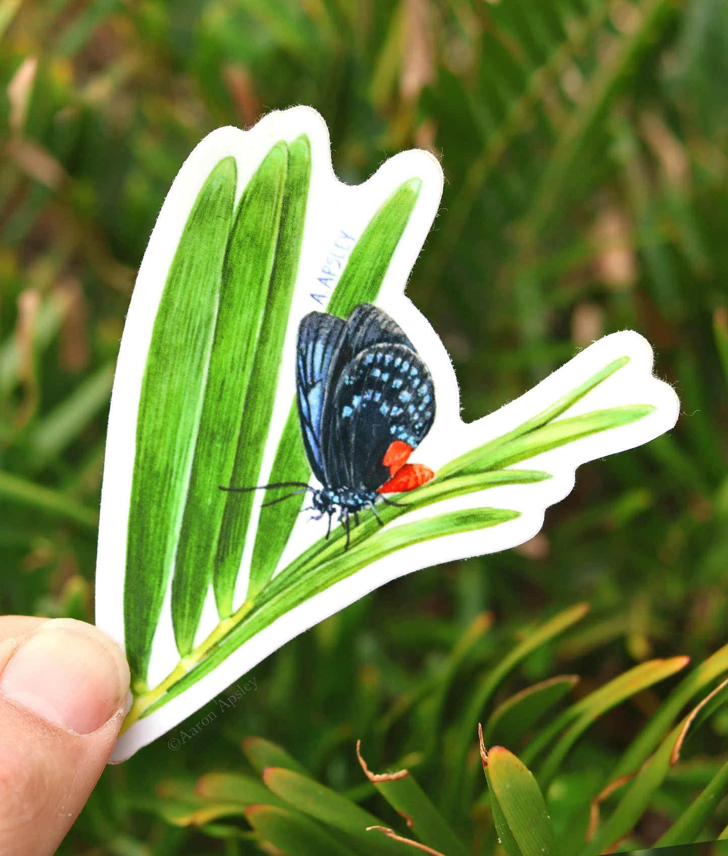 Atala & Coontie Sticker