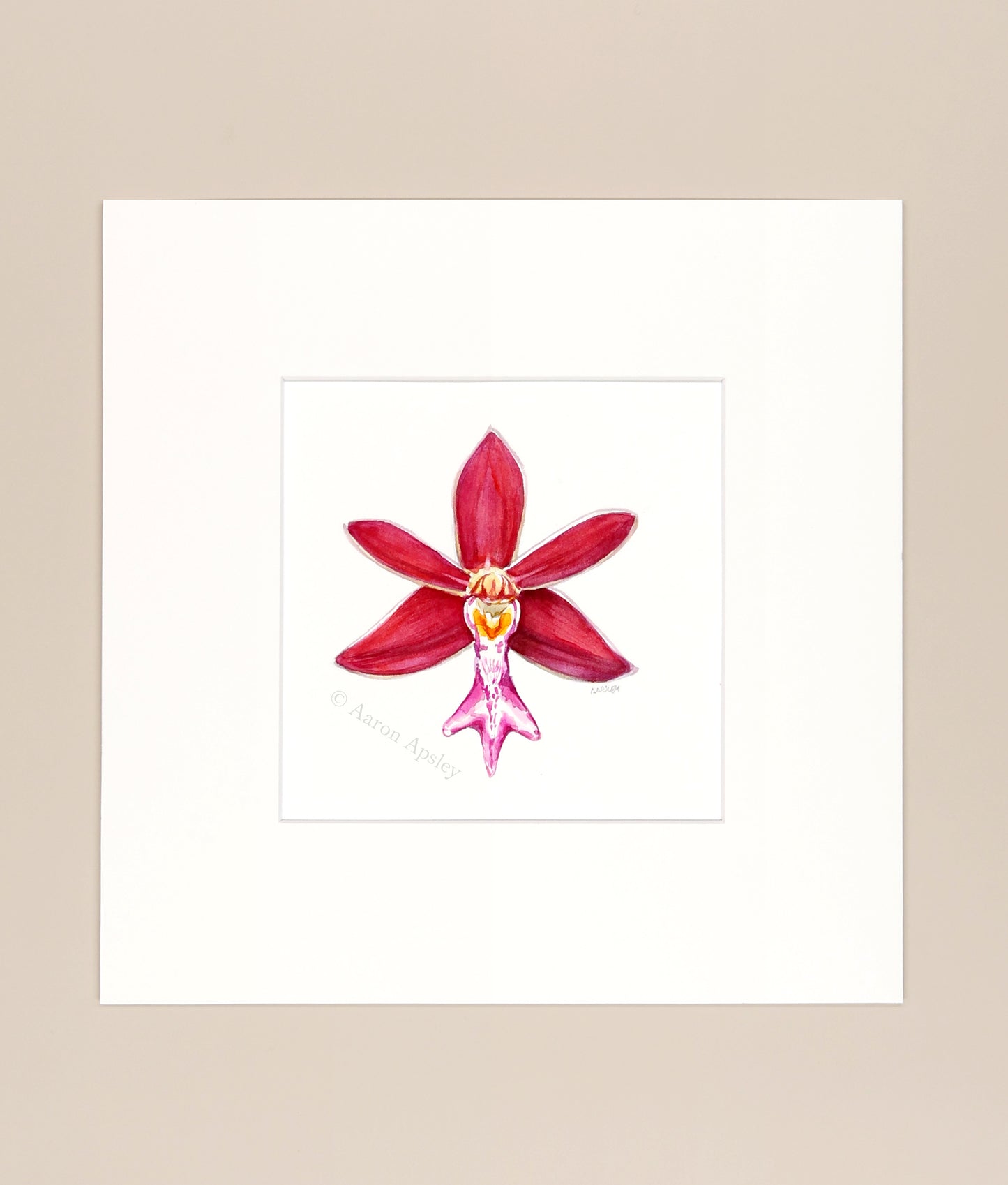 Trichoglottis atropurpurea - Original Watercolor