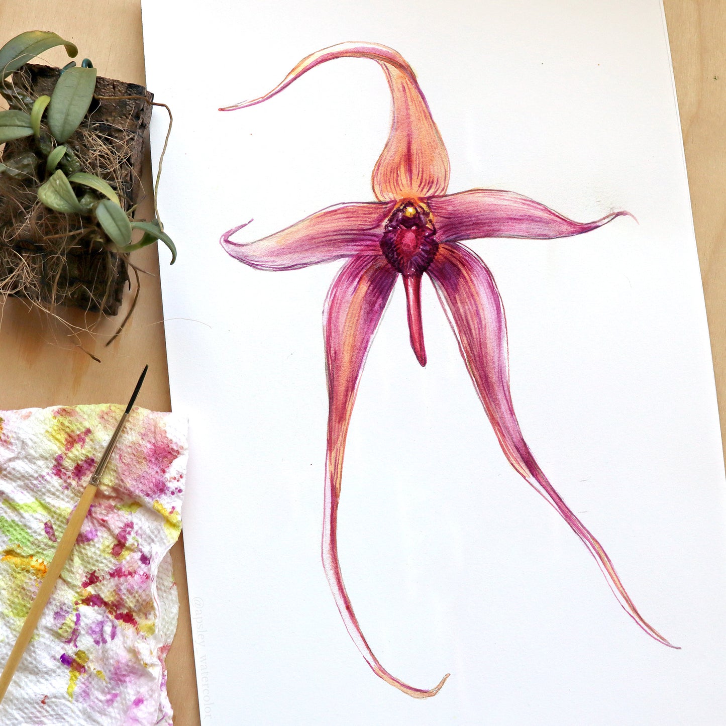 Bulbophyllum echinolabium - Original Watercolor