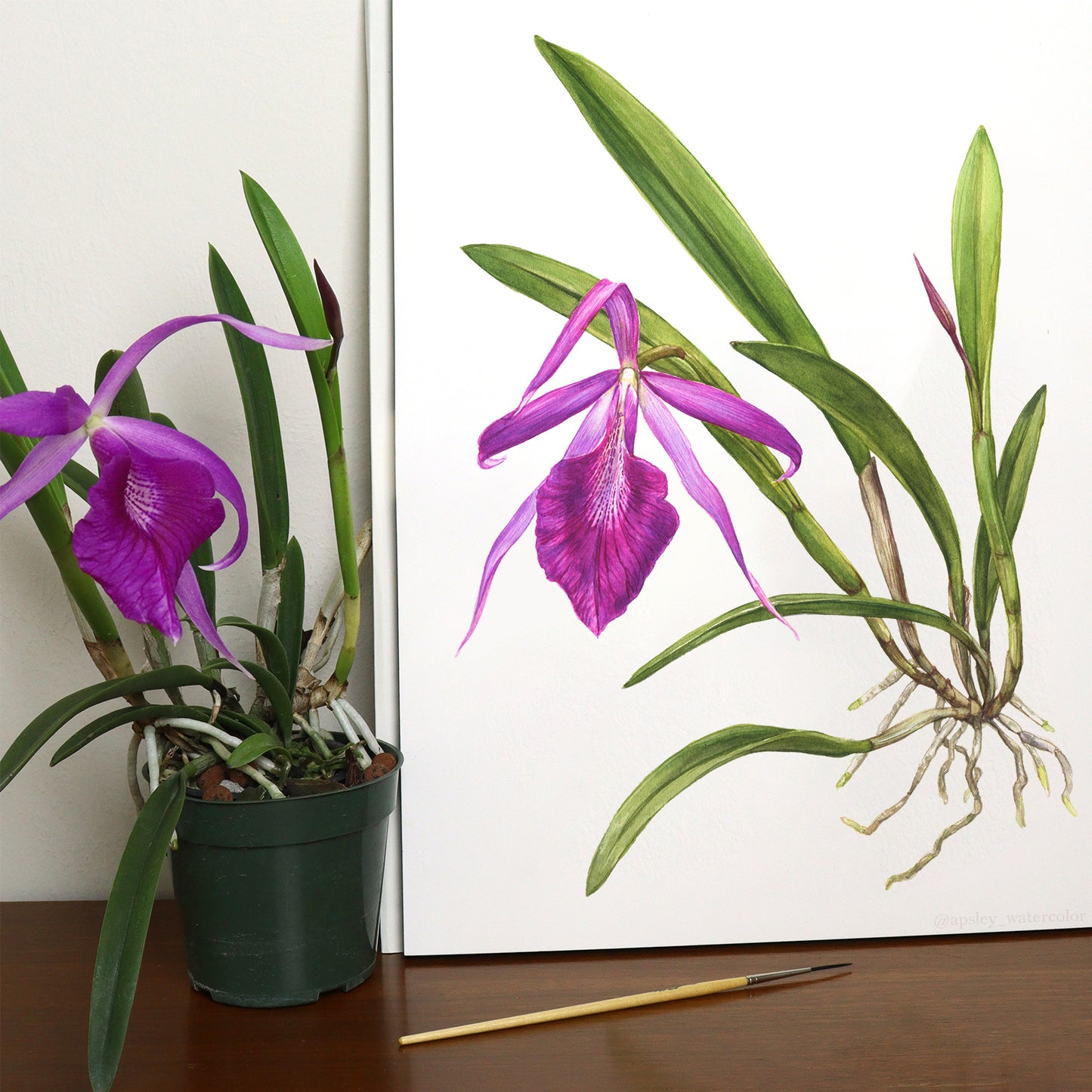 Brassocattleya Morning Glory - Original Watercolor