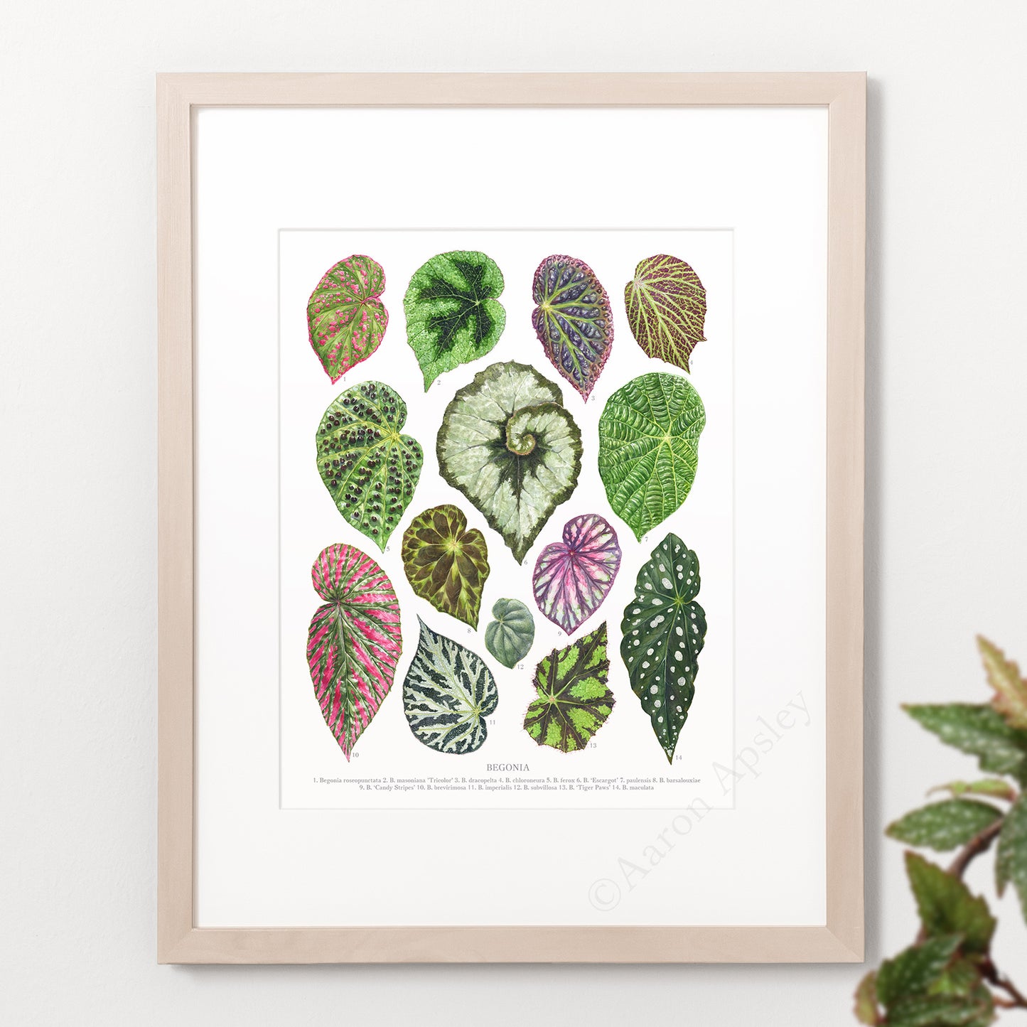 Begonia Species Print - Small