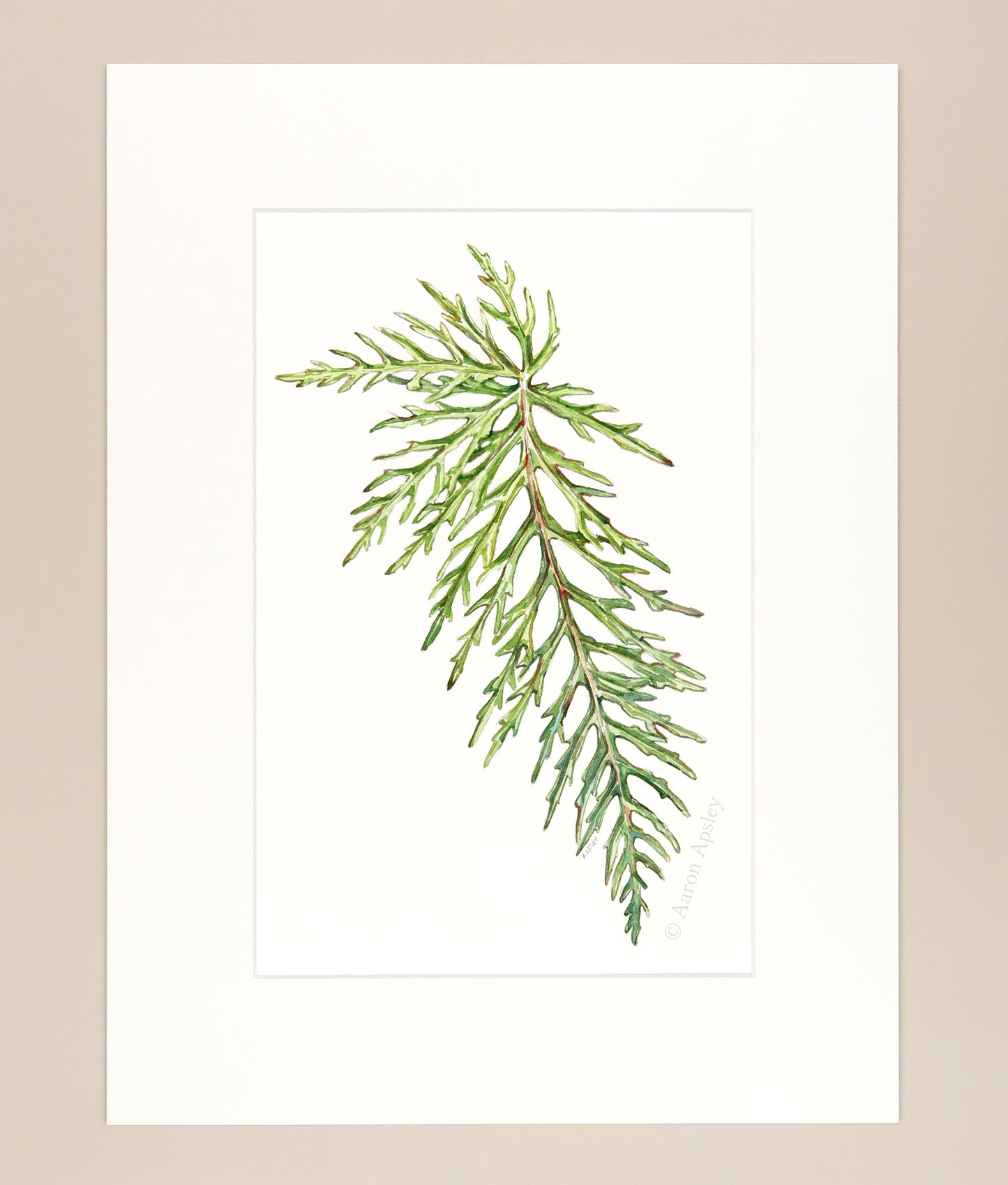 Begonia bipinnatifida - Original Watercolor