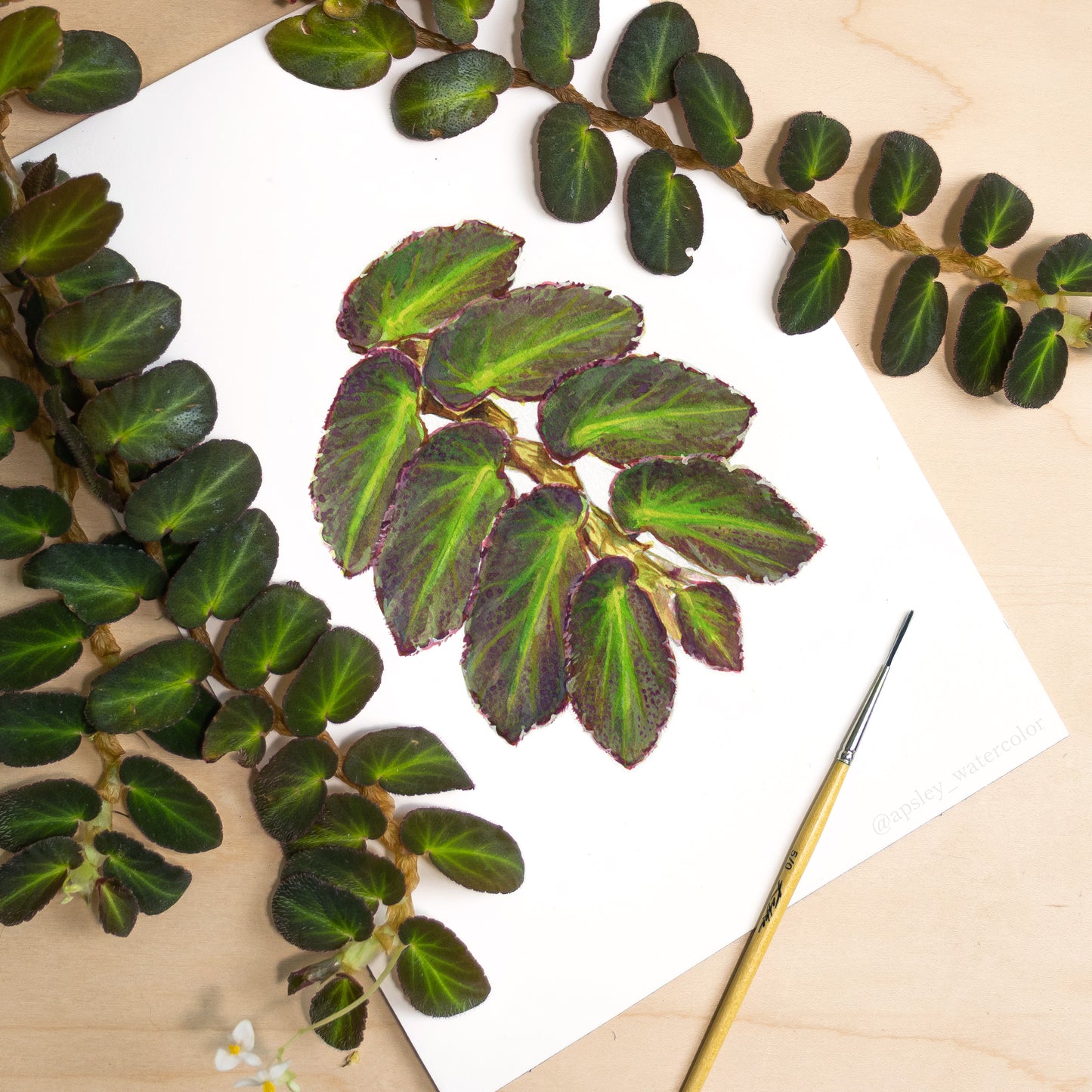 Begonia thelmae - Original Watercolor
