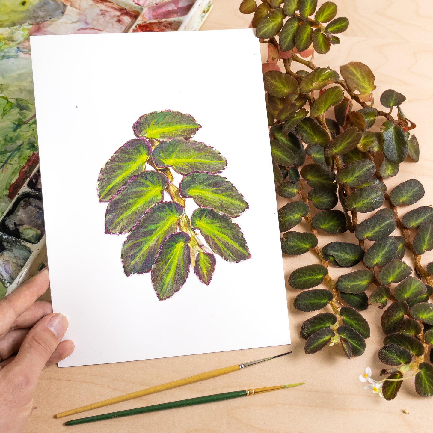 Begonia thelmae - Original Watercolor