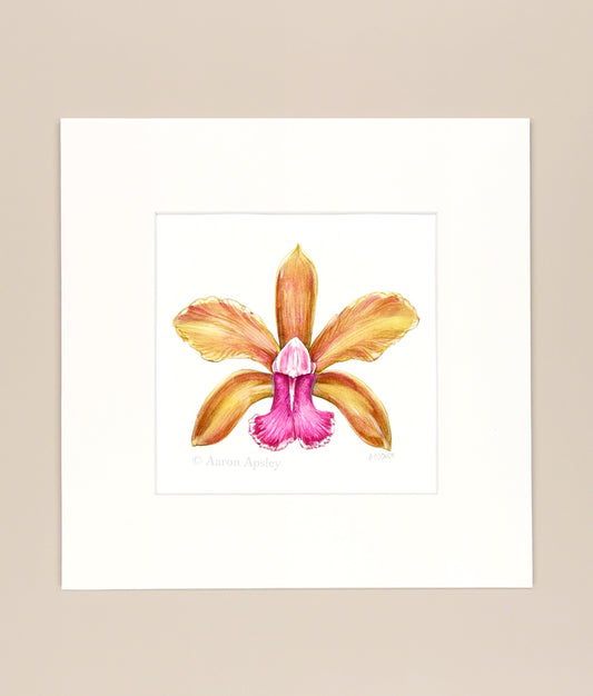 Cattleya bicolor - Original Watercolor