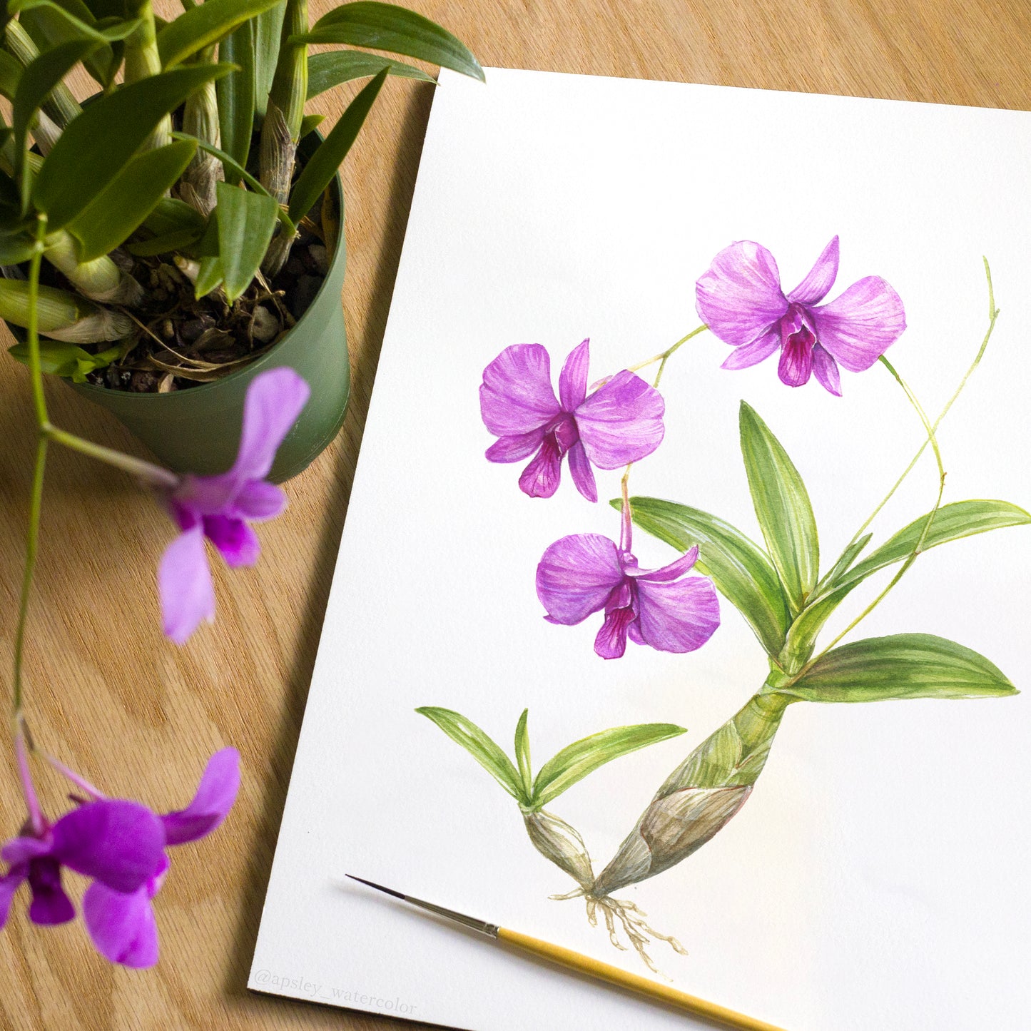 Dendrobium bigibbum - Original Watercolor
