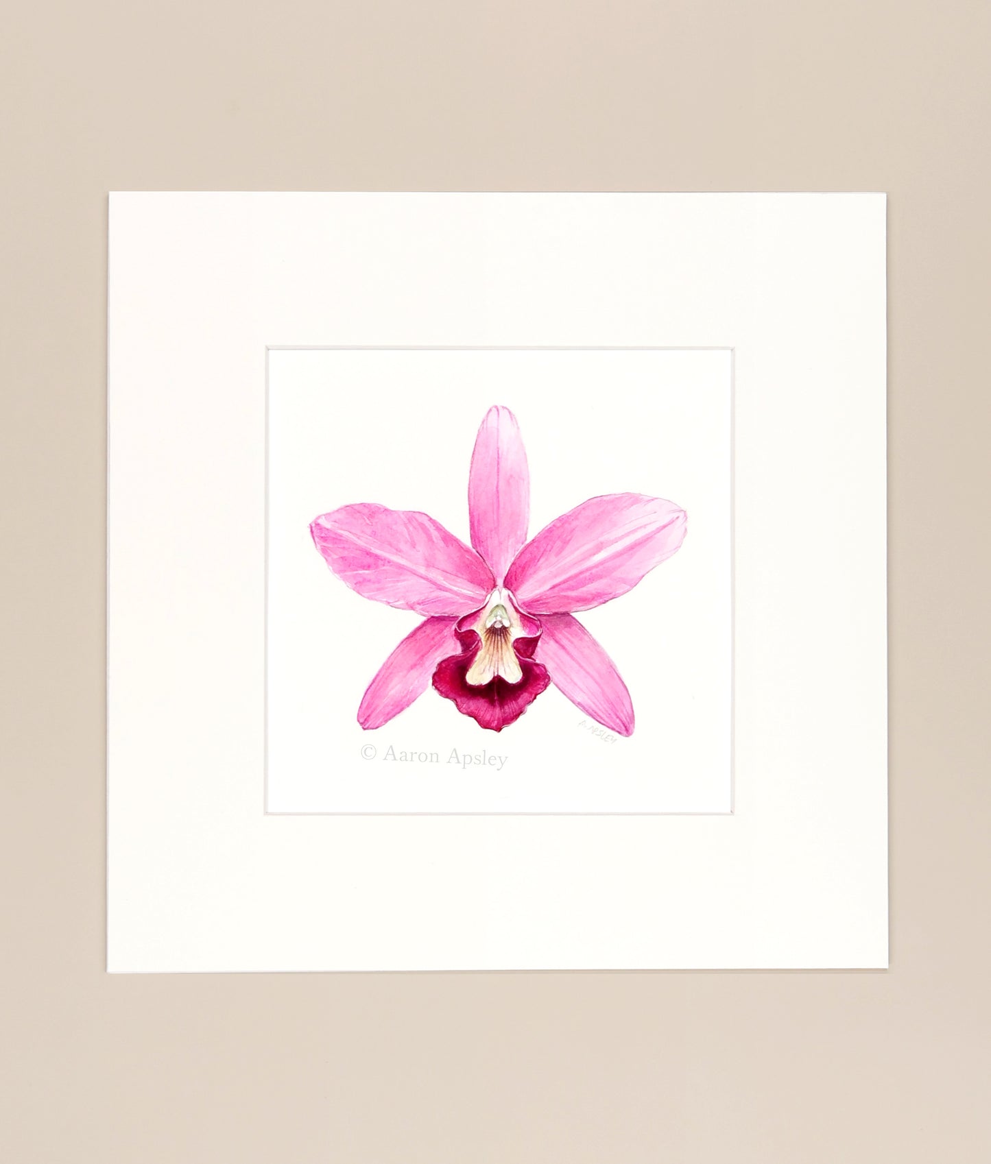 Guarianthe bowringiana - Original Watercolor