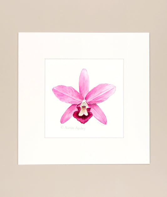 Guarianthe bowringiana - Original Watercolor