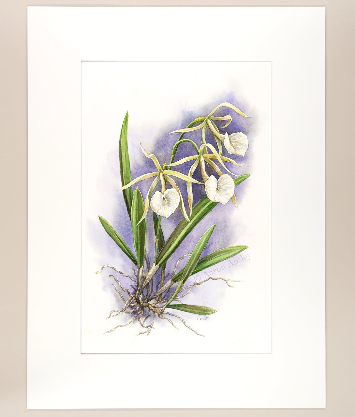 Brassavola nodosa - Original Watercolor