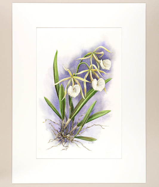 Brassavola nodosa - Original Watercolor